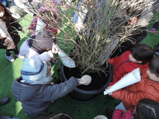 Pavia e provincia: sabato prossimo alberi di melograno contro il cancro infantile in sei scuole del pavese Pavia e provincia: sabato prossimo alberi di melograno contro il cancro infantile in sei scuole del pavese