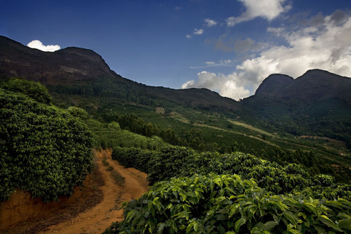 Illy non si smentisce: sugli scaffali il primo caffè da agricoltura rigenerativa