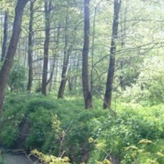 Garlasco chiede regole meno rigide da parte del Parco del Ticino per modifiche strutturali di immobili Garlasco chiede regole meno rigide da parte del Parco del Ticino per modifiche strutturali di immobili