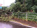 Un albero abbattuto dal nubifragio a Casorate Sempione (foto dalla pagina Facebook del sindaco Cassani)