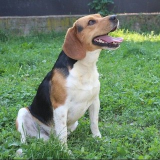 Ats Pavia, ampliati gli orari di apertura dello sportello anagrafe canina