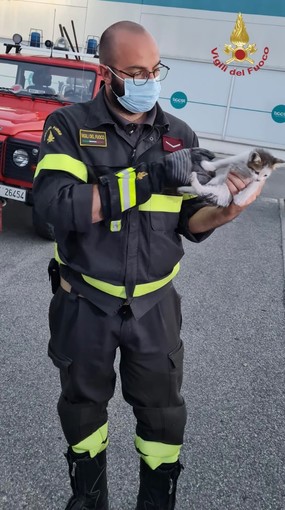 Broni: gattino intrappolato nel vano auto, salvato dai Vigili del fuoco