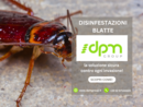 Blatte: non solo un problema di igiene, ma anche di salute pubblica. DPM Group interviene con metodi professionali e mirati