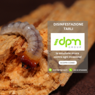 Tarli del legno: come difendersi con i trattamenti professionali a infrarossi di DPM Group