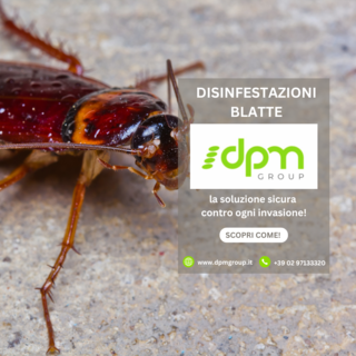 Blatte: non solo un problema di igiene, ma anche di salute pubblica. DPM Group interviene con metodi professionali e mirati