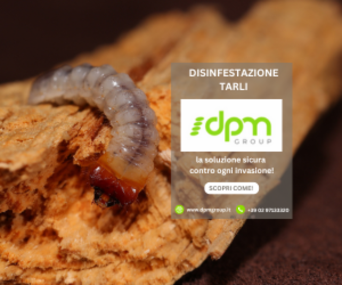 Tarli del legno: come difendersi con i trattamenti professionali a infrarossi di DPM Group Tarli del legno: come difendersi con i trattamenti professionali a infrarossi di DPM Group