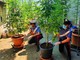 Landriano: sorpresa a coltivare 9 piante di marijuana, denunciata una 55enne