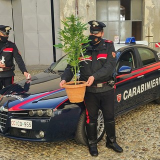 Pavia: ai domiciliari sorpreso con una serra di cannabis, in manette un 24enne Pavia: ai domiciliari sorpreso con una serra di cannabis, in manette un 24enne