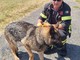Pavia: cane intrappolato in un corso d'acqua, salvato dai Vigili del fuoco