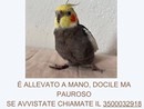 “Calopsita smarrita. Aiutateci a ritrovare Leo!”. Prevista anche una ricompensa “Calopsita smarrita. Aiutateci a ritrovare Leo!”. Prevista anche una ricompensa