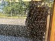 Trecate: il 20 maggio Giornata Mondiale delle Api al bioparco e nel giardino dei ciliegi