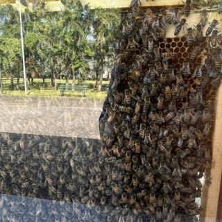 Trecate: il 20 maggio Giornata Mondiale delle Api al bioparco e nel giardino dei ciliegi