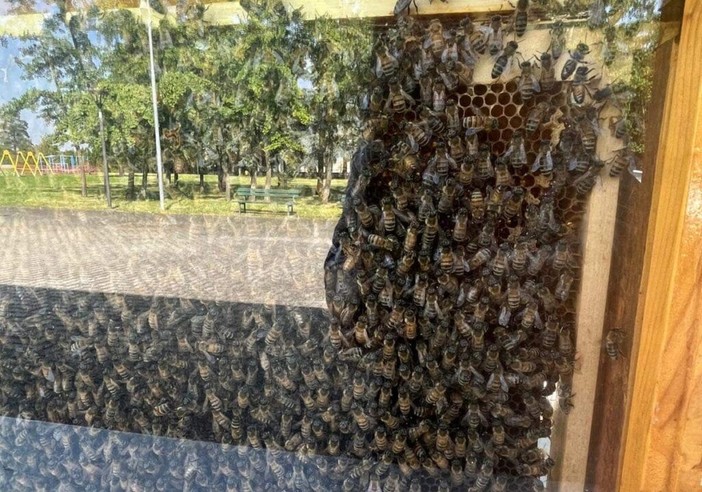 Trecate: il 20 maggio Giornata Mondiale delle Api al bioparco e nel giardino dei ciliegi