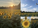 LE FOTO. Lombardia, un giorno con i girasoli. Per fermarsi e lasciarsi incantare