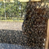Trecate: il 20 maggio Giornata Mondiale delle Api al bioparco e nel giardino dei ciliegi