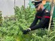 Oltrepò: trovato in casa con 8 piante di marijuana, denunciato un 32enne