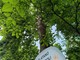 Sabato 24 maggio all’Orto botanico di Pavia  “Biodiversità da scoprire, conoscere, diffondere”