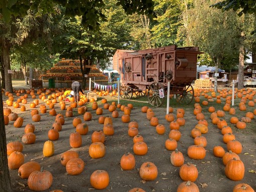 Al Pumpkin Patch alle porte di Pavia è tempo di Caccia alle Zucche