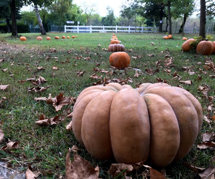 26 Settembre, debutta a San Martino Siccomario Pumpkin Patch, il Villaggio delle Zucche 26 Settembre, debutta a San Martino Siccomario Pumpkin Patch, il Villaggio delle Zucche