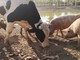Cilavegna: allevamento abusivo e macellazione clandestina. Un centinaio fra suini e bovini a rischio abbattimento Cilavegna: allevamento abusivo e macellazione clandestina. Un centinaio fra suini e bovini a rischio abbattimento