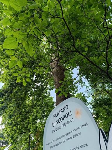 Sabato 24 maggio all’Orto botanico di Pavia  “Biodiversità da scoprire, conoscere, diffondere”