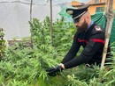 Oltrepò: trovato in casa con 8 piante di marijuana, denunciato un 32enne Oltrepò: trovato in casa con 8 piante di marijuana, denunciato un 32enne