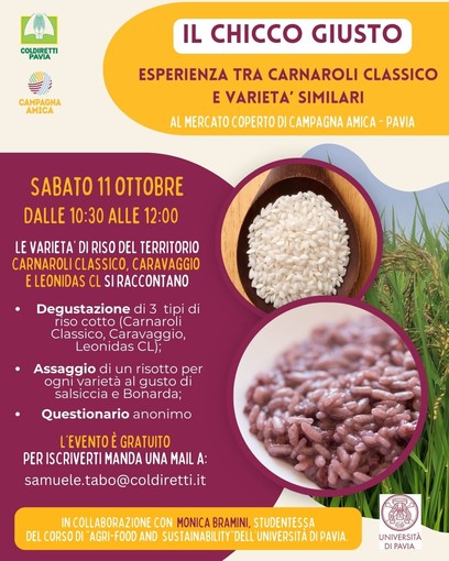 Riso, Coldiretti celebra gli 80 anni del Carnaroli Classico e svela le differenze con i suoi “fratelli” moderni Riso, Coldiretti celebra gli 80 anni del Carnaroli Classico e svela le differenze con i suoi “fratelli” moderni