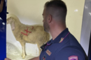 La pecora trovata legata nel cassone di un furgone a Novara (foto da Newsnovara.it)