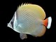 Petsfestival 2022: Acquariologia per tutti Petsfestival 2022: Acquariologia per tutti