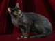 A Petsfestival 2022 gatti da tutto il mondo! A Petsfestival 2022 gatti da tutto il mondo!