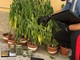 Canneto Pavese: giovane sorpreso in casa con 16 piantagioni di cannabis e stupefacenti, arrestato dai carabinieri Canneto Pavese: giovane sorpreso in casa con 16 piantagioni di cannabis e stupefacenti, arrestato dai carabinieri