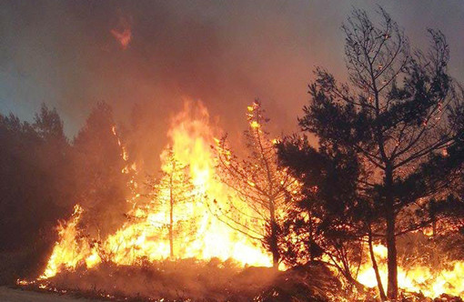 Incendi, l’allarme della Coldiretti, +153% in Italia