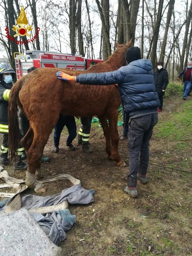 Pavia: cavalla cade in un canale, salvata dai Vigili del Fuoco Pavia: cavalla cade in un canale, salvata dai Vigili del Fuoco