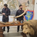 Trappole nei boschi del Ticino, poi il blitz: sequestrati armi e un leone impagliato Trappole nei boschi del Ticino, poi il blitz: sequestrati armi e un leone impagliato