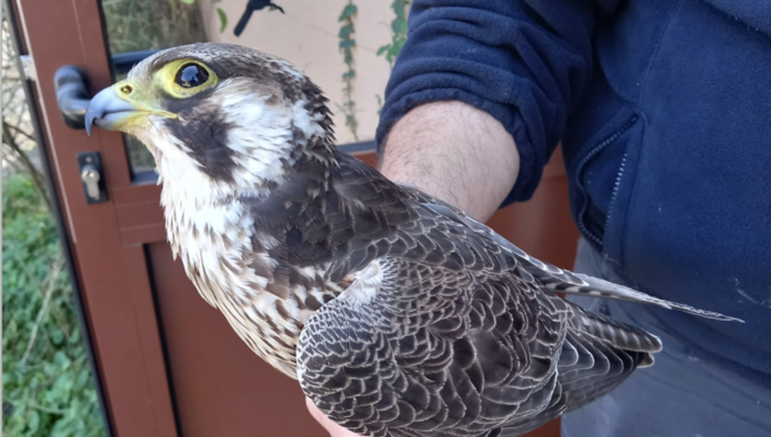 Un falco impatta contro le vetrate dell'ufficio di ATS a Malnate (VA) Un falco impatta contro le vetrate dell'ufficio di ATS a Malnate (VA)