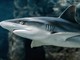 Morso da uno squalo in Colombia, muore un turista italiano