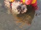 Cane cade nel canale, recuperato dai Vigili del Fuoco Cane cade nel canale, recuperato dai Vigili del Fuoco