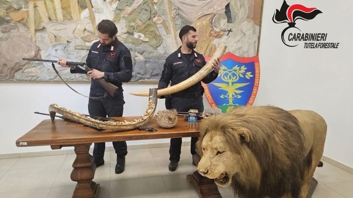 Trappole nei boschi del Ticino, poi il blitz: sequestrati armi e un leone impagliato Trappole nei boschi del Ticino, poi il blitz: sequestrati armi e un leone impagliato