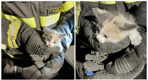 Lombardia, gattino intrappolato nella grata dell'aerazione: salvato dai vigili del fuoco