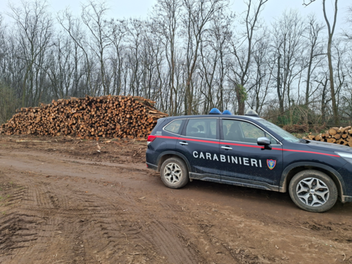Operazioni dei Carabinieri Forestali nei boschi del Milanese: accertati abusi a Villa Cortese e nel PLIS del Roccolo
