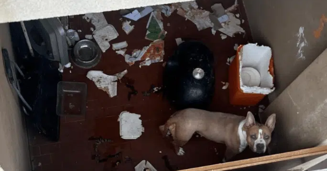 Amstaff chiuso sul balcone, salvato a Magenta dalle Guardie zoofile dell’OIPA