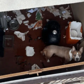 Amstaff chiuso sul balcone, salvato a Magenta dalle Guardie zoofile dell’OIPA