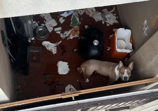 Amstaff chiuso sul balcone, salvato a Magenta dalle Guardie zoofile dell’OIPA