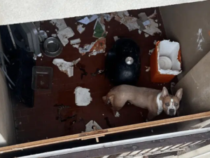 Amstaff chiuso sul balcone, salvato a Magenta dalle Guardie zoofile dell’OIPA