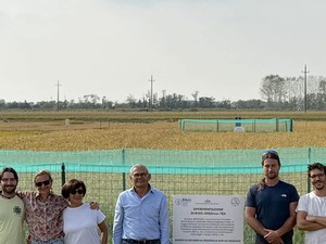 Castello D'Agogna, raccolto il primo riso ottenuto con le Tea
