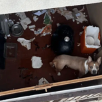 Amstaff chiuso sul balcone, salvato a Magenta dalle Guardie zoofile dell’OIPA