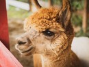 21 e 22 Settembre: gli Alpaca sempre più protagonisti al Villaggio delle Zucche di San Martino Siccomario