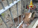FOTO. Capriolo intrappolato in una recinzione, nel Varesotto arrivano i vigili del fuoco