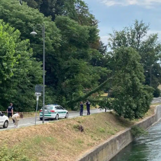 Robecco sul Naviglio: grosso albero crolla lungo via Ripa, strada chiusa