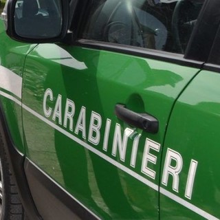 Inquinamento ambientale in Lomellina: concluse le indagini dei Carabinieri Forestali